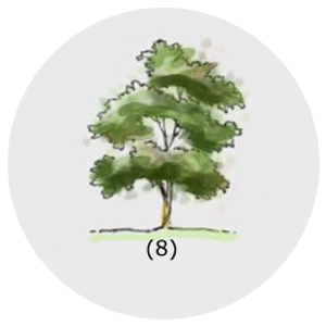 Copa irregular aberta